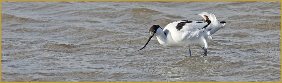 Photo panoramique d'une Avocette élégante ''Recurvirostra avosetta'', dans un étang battu par le vent, au coeur du Parc Ornithologique du Pont de Gau, dans les Bouches-du-Rhône au mois de janvier. Description du département des Bouches-du-Rhône.