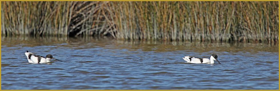 Photo panoramique d'un couple d'Avocettes élégantes qui nagent ''Recurvirostra avosetta'', sur un étang de Camargue au mois de mai; le mâle et la femelle ont un plumage identique, mais la femelle a le bec plus court et plus droit.
