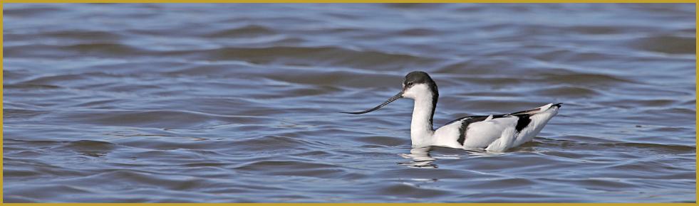 Photo panoramique d'une couple Avocette élégante qui nage ''Recurvirostra avosetta'', sur un étang de Camargue au mois de février, dans la région Provence-Alpes-Côte d'Azur. Description de la région Provence-Alpes-Côte d'Azur.