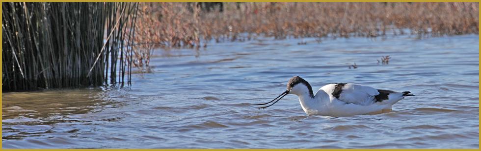 Photo panoramique d'une Avocette élégante le bec ouvert ''Recurvirostra avosetta'', en quête de nourriture, dans un étang de Camargue au mois de mai; un échassier limicole qui se nourrit principalement d'invertébrés.