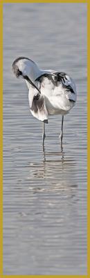 Photo panoramique verticale d'une Avocette élégante en plein toilettage de ses plumes ''Recurvirostra avosetta'', dans un étang peu profond du Parc Ornithologique du Pont de Gau, aux Saintes-Maries-de-la-Mer au mois d'octobre.