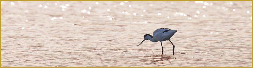 Photo panoramique verticale à contre-jour d'une Avocette élégante au soleil couchant ''Recurvirostra avosetta'', dans un étang peu profond du Parc Ornithologique du Pont de Gau, aux Saintes-Maries-de-la-Mer au mois de janvier.