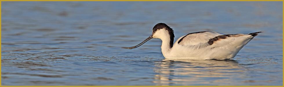 Photo panoramique verticale d'une Avocette élégante au soleil couchant ''Recurvirostra avosetta'', dans un étang de Camargue, au coeur du Parc Ornithologique du Pont de Gau, aux Saintes-Maries-de-la-Mer au mois de mars.