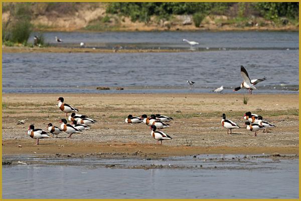 Photo d'un groupe de Tadornes de Belon ''Tadorna tadorna'', sur un banc de sable au milieux d'un étang, dans la Réserve Ornithologique du Teich au printemps; un espace naturel de 110 hectares aménagé pour accueillir les oiseaux sauvages.