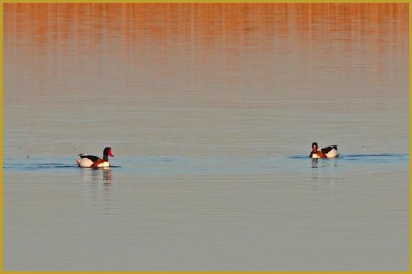 Photo de deux Tadornes de Belon au soleil couchant ''Tadorna tadorna'', sur un étang de la Camargue gardoise, au site naturel de la tour Carbonnière, sur la commune de Saint-Laurent-d'Aigouze à la fin du mois de janvier.
