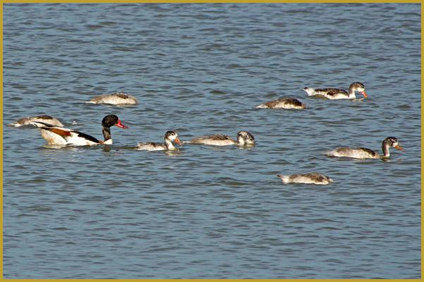 Photo d'une femelle Tadorne de Belon avec ses huit petits ''Tadorna tadorna'', sur un étang de la Réserve Ornithologique du Teich au mois de juillet; un palmipède de la famille des Anatidés qui peut avoir de 8 à 10 petits.