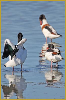 Photo de trois Tadornes de Belon ''Tadorna tadorna'', au bord d'un étang peu profond de la Réserve Ornithologique du Teich, au sud-est du Bassin d'Arcachon, sur la commune du Teich à la fin du mois d'avril. Description de la Tadorne de Belon.