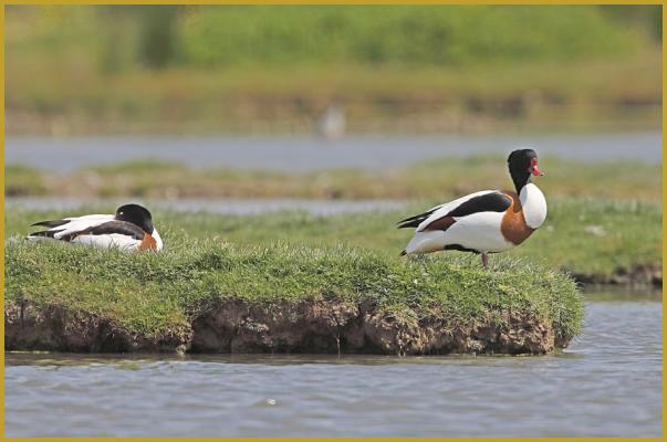 Photo d'un couple de Tadornes de Belon ''Tadorna tadorna'', avec le mâle aux aguets et la femelle qui couve ses 8 à 10 oeufs dans la végétation herbeuse, au bord d'un étang, au coeur de la Réserve Ornithologique du Teich au mois d'avril.