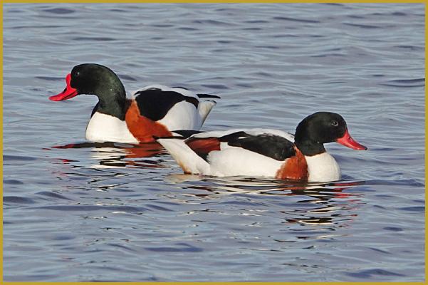 Photo d'un couple de Tadornes de Belon sur un étang ''Tadorna tadorna'', avec le même plumage vert, roux, noir et blanc pour les deux, mais le mâle a une caroncule à la base du bec rouge, et la femelle est un peu plus petite.