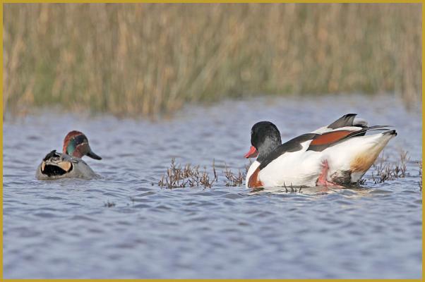 Photo d'un Tadorne de Belon femelle ''Tadorna tadorna'' et d'une Sarcelle d'hiver mâle ''Anas crecca'', dans un étang de la Réserve Ornithologique du Teich, sur le Bassin d'Arcachon au mois de février. Description de la Sarcelle d'hiver.