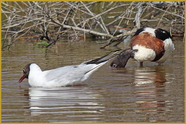 Photo d'un Tadorne de Belon femelle ''Tadorna tadorna'' et d'une Mouette rieuse en plumage nuptiale ''Chroicocephalus ridibundus'', au bord de l'étang de la Marette, à Aigues-Mortes au mois de juin. Description de la Mouette rieuse.