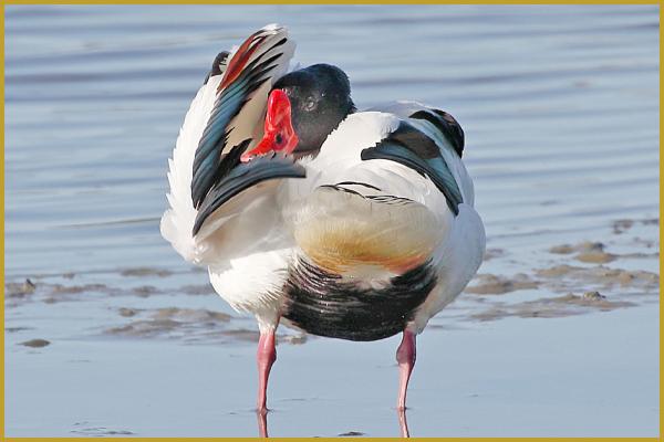 Photo d'un Tadorne de Belon mâle ''Tadorna tadorna'' en plein toilettage de son plumage, dans un étang peu profond de la Réserve Ornithologique du Teich, dans le sud-ouest de la France, sur la commune du Teich à la fin du mois d'avril.