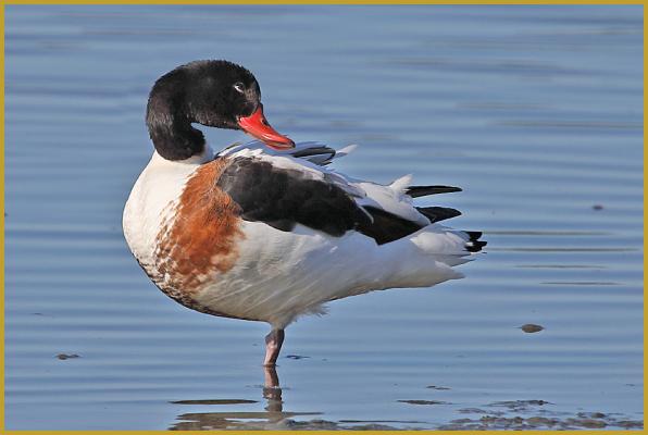 Photo d'un Tadorne de Belon femelle ''Tadorna tadorna'', dans un étang de la Réserve Ornithologique du Teich à la fin du mois d'avril, elle diffère principalement du mâle par son bec dépourvu de tcaroncule à la base.
