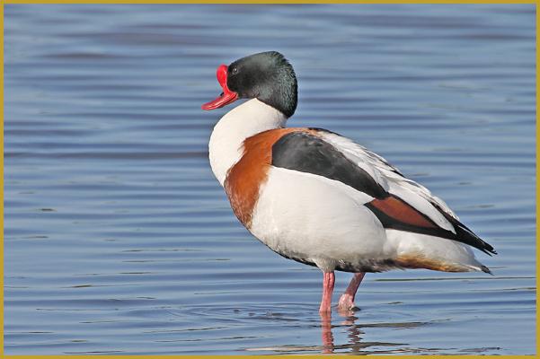 Photo d'un Tadorne de Belon mâle ''Tadorna tadorna'', avec son bec rouge orné d'une caroncule, et son plumage blanc, vert sombre, noir et roux, dans un étang de la Réserve Ornithologique du Teich au printemps.