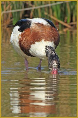 Photo d'un Tadorne de Belon femelle qui barbote ''Tadorna tadorna'', au bord d'un étang de la Petite Camargue, à Aigues-Mortes au début de l'été, une commune qui jouxte le Parc Naturel Régional de Camargue créé le 25 septembre 1970.