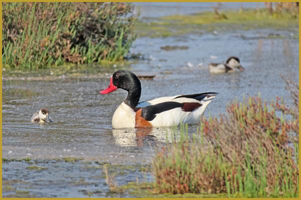Photo d'un Tadorne de Belon avec deux de ses petits ''Tadorna tadorna'', dans un marais de la Camargue Gardoise, à Aigues-Mortes au mois de juin; durant les premiers jours, les poussins restent près de leurs parents.