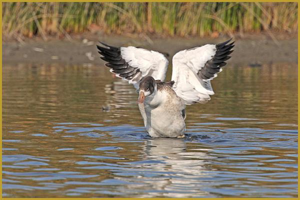 Photo d'un Tadorne de Belon qui prend son envol ''Tadorna tadorna'', au bord d'un étang du Bassin d'Arcachon, dans la Réserve Ornithologique du Teich au début du mois d'août.