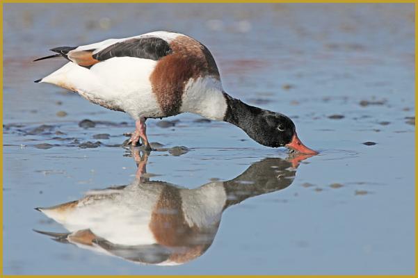 Photo d'un Tadorne de Belon femelle qui barbote ''Tadorna tadorna'', elle se reflète sur les eaux calmes d'un marais du Bassin d'Arcachon, dans la Réserve Ornithologique du Teich au début du mois de novembre.