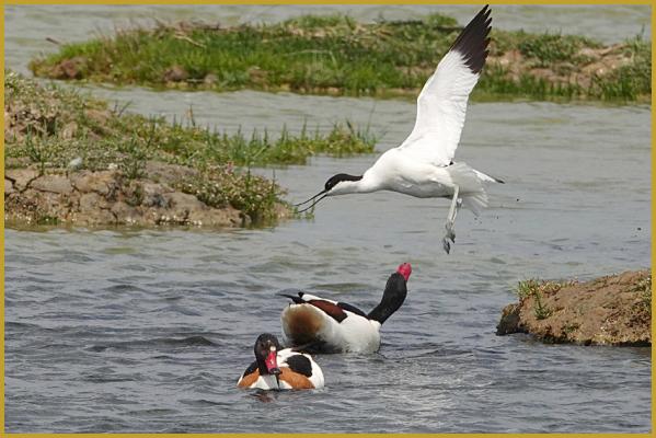 Photo d'une Avocette élégante en vol ''Recurvirostra avosetta'', elle se chamaille avec deux Tadornes de Belon ''Tadorna tadorna'' qui passent trop près du nid, dans la Réserve Ornithologique du Teich au printemps.