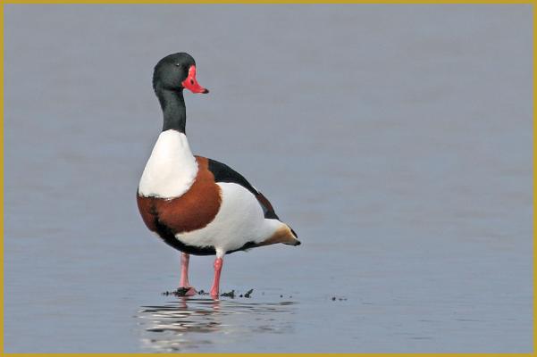 Photo d'un Tadorne de Belon femelle ''Tadorna tadorna'', dans un étang peu profond du Parc Ornithologique du Pont de Gau, aux Saintes-Maries-de-la-Mer à la fin du mois de janvier, dans le Parc Naturel Régional de Camargue.