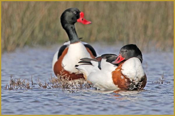 Photo d'un couple de Tadornes de Belon ''Tadorna tadorna'', au bord d'un étang de la Réserve Ornithologique du Teich, dans le département de la Gironde, en région Nouvelle-Aquitaine. Description de la Tadorne de Belon.