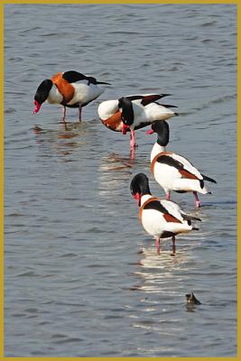 Photo de quatre Tadornes de Belon alignées ''Tadorna tadorna'', dans un étang peu profond de la Réserve Ornithologique du Teich au mois de mai; un espace naturel de 110 hectares aménagé pour accueillir les oiseaux sauvages.