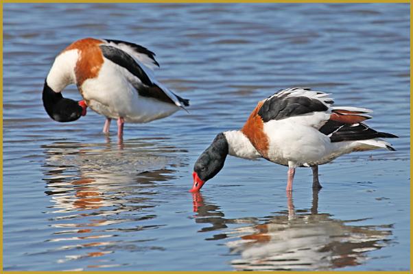 Photo d'un couple de Tadornes de Belon ''Tadorna tadorna'', au bord d'un étang, dans la Réserve Ornithologique du Teich au printemps; un grand canard qui mesure de 60 à 70 cm, avec une envergure de 100 à 140 cm, et un poids de 1 kg à 1,5 kg.