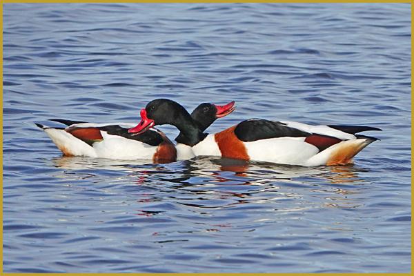 Photo d'un couple de Tadornes de Belon qui s'entrelace ''Tadorna tadorna'', sur un étang de la Réserve Ornithologique du Teich; un oiseau de la famille des Anatidés qui se rencontre le long du littoral, sur les étangs et les lacs.
