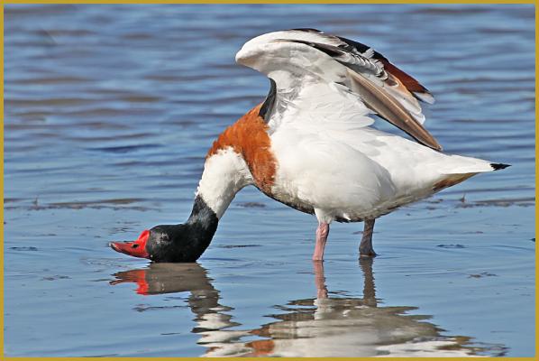 Photo d'un Tadorne de Belon dans une position acrobatique ''Tadorna tadorna'', les ailes déployées et la tête posée sur l'eau, dans un étang de la Réserve Ornithologique du Teich à la fin du mois d'avril.