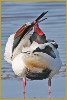 Photo d'un Tadorne de Belon en plein toilettage de son plumage ''Tadorna tadorna'', dans un étang de la Réserve Ornithologique du Teich; le lissage des plumes est un rituel utilisé par tous les oiseaux pour prendre soin de leur plumage.
