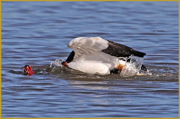Photo d'un Tadorne de Belon lors du toilettage de ses plumes ''Tadorna tadorna'', il se secoue couché et tendu, la moitié du corps hors de l'eau, sur un étang de la Réserve Ornithologique du Teich à la fin du mois d'avril.