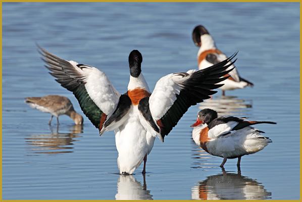 Photo de trois Tadornes de Belon lors du toilettage ''Tadorna tadorna'' avec un les ailes déployées, et en fond, une Barge à queue noire le bec dans l'eau ''Limosa limosa'', dans la Réserve Ornithologique du Teich à la fin du mois d'avril.