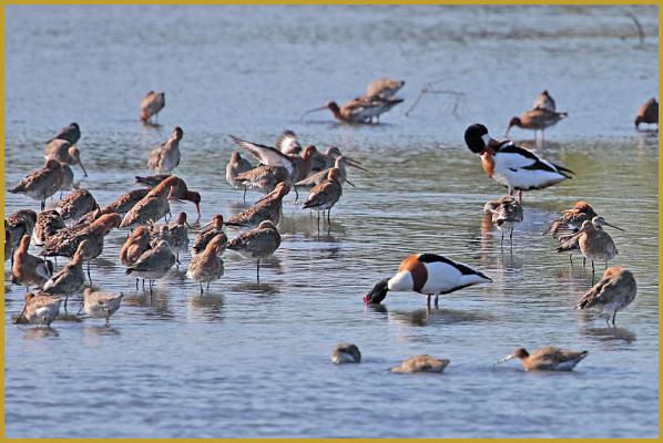 Photo de deux Tadornes de Belon ''Tadorna tadorna'', au milieu d'un groupe de Barges à queue noire ''Limosa limosa'', ans un étang peu profond de la Réserve Ornithologique du Teich au mois d'avril. Description de la Barge à queue noire.