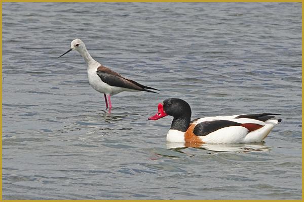 Photo d'un Tadorne de Belon ''Tadorna tadorna'' et une Échasse blanche ''Himantopus himantopus'', sur le Bassin d'Arcachon, dans un étang de la Réserve Ornithologique du Teich à la fin du mois de mai. Description de l'Échasse blanche.