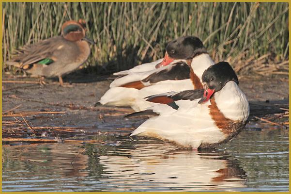 Photo de deux Tadornes de Belon femelle ''Tadorna tadorna'' et d'une Sarcelle d'hiver mâle ''Anas crecca'', au bord d'un étang de la Réserve Ornithologique du Teich au début du mois de novembre. Description de la Sarcelle d'hiver.