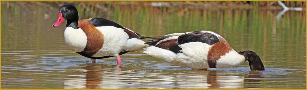 Photo panoramique d'un couple de Tadornes de Belon ''Tadorna tadorna'', au bord d'un étang de la Camargue Gardoise, à Aigues-Mortes au début du mois de juin, dans le département du Gard, en région Occitanie.