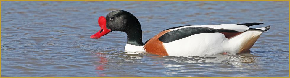 Photo panoramique d'un Tadorne de Belon mâle ''Tadorna tadorna'', avec son bec rouge orné d'une caroncule, et son plumage blanc, vert sombre, noir et roux, sur un étang du Parc Ornithologique du Pont de Gau au mois de mars.