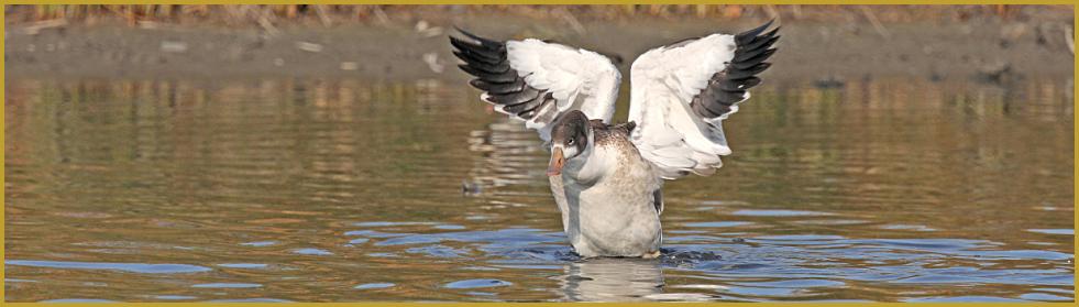 Photo panoramique d'un Tadorne de Belon qui prend son envol ''Tadorna tadorna'', avec ses ailes blanches et les rémiges noirâtres, au bord d'un étang du Bassin d'Arcachon, dans la Réserve Ornithologique du Teich au coeur de l'été.