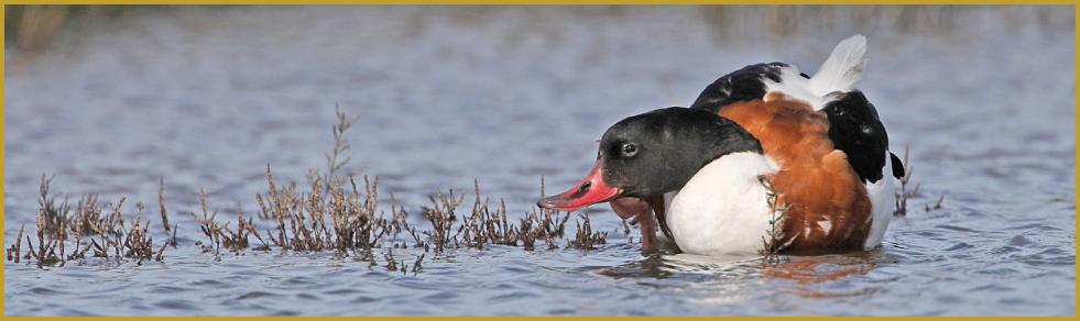 Photo panoramique d'un Tadorne de Belon femelle ''Tadorna tadorna'', sur un étang de la Réserve Ornithologique du Teich au mois de févriers; un espace naturel de 110 hectares aménagé pour accueillir les oiseaux sauvages.