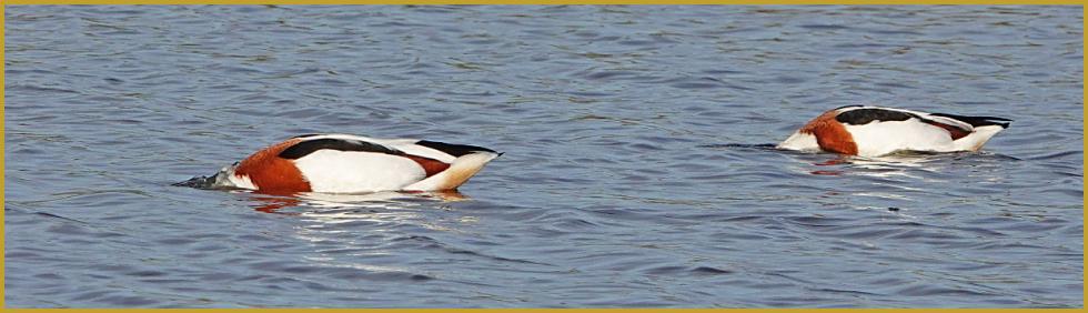 Photo panoramique de deux Tadornes de Belon la tête dans l'eau ''Tadorna tadorna'', à la recherche d'invertébrés, sur un étang du Bassin d'Arcachon, dans la Réserve Ornithologique du Teich au début du mois de mars.