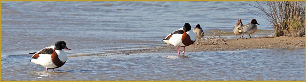 Photo panoramique de deux Tadornes de Belon ''Tadorna tadorna'', avec en fond, trois Sarcelles d'hiver ''Anas crecca'', au bord d'un étang de la Camargue, dans le Parc Ornithologique du Pont de Gau au mois de mars. Description de la Sarcelle d'hiver.
