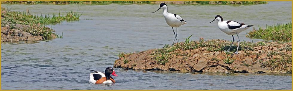 Photo panoramique d'un couple d'Avocettes élégantes aux aguets ''Recurvirostra avosetta'' avec un Tadorne de Belon près de leur nid ''Tadorna tadorna'', dans la Réserve Ornithologique du Teich au printemps. Description de l'Avocette élégante.