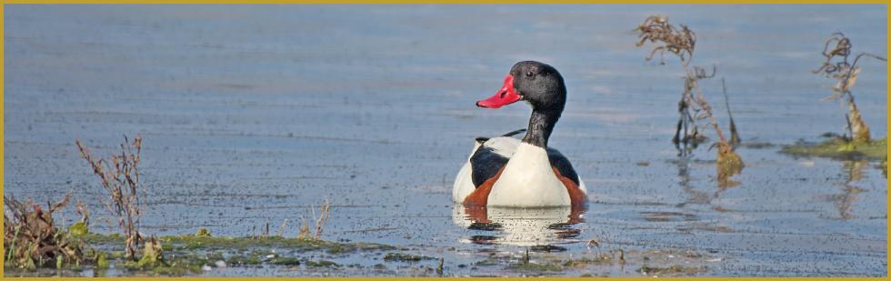 Photo panoramique d'un Tadorne de Belon ''Tadorna tadorna'', sur l'étang de la Marette, à Aigues-Mortes au printemps; un vaste site naturel composé de milieux typiques de la Camargue gardoise.