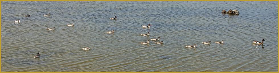 Photo panoramique d'un groupe de Tadornes de Belon immature ''Tadorna tadorna'', avec deux adultes, sur un étang de la Réserve Ornithologique du Teich, dans le sud-ouest du Bassin d'Arcachon au coeur de l'été.