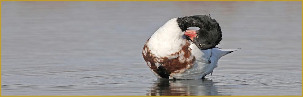 Photo panoramique d'un Tadorne de Belon femelle en plein toilettage de son plumage ''Tadorna tadorna'', dans un étang de la Réserve Ornithologique du Teich, sur le Bassin d'Arcachon au début du mois de novembre.